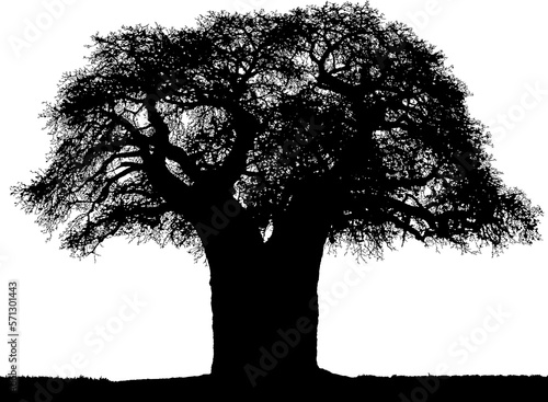Foto Black on white background vector silhouette of African baobab tree