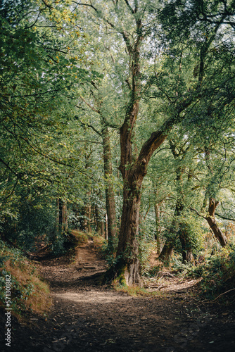 path in the forest past the old tree