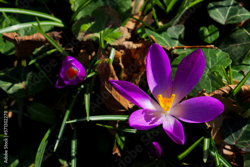 close-up of a purple crocus flower