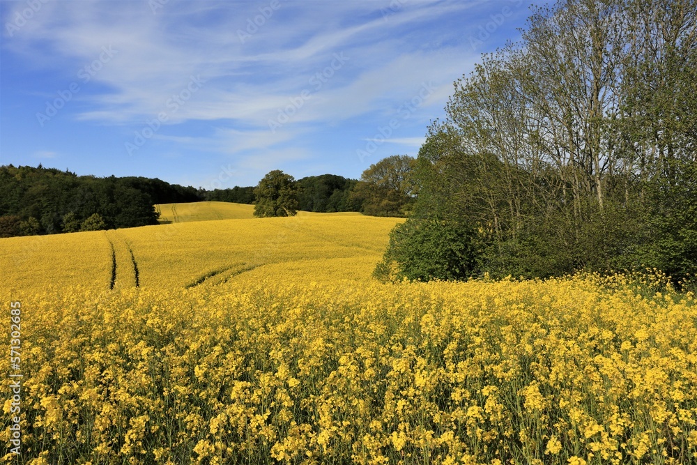 Rapsfeld und Hügellandschaft mit Wald im Mai, Kirchnüchel, Bungsberg, Schleswig-Holstein Rapsfeld und Hügellandschaft mit Wald im Mai, Kirchnüchel, Bungsberg, Schleswig-Holstein