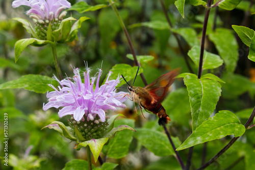 Hummingbird moth pollinates wild bergamot flower in prairie garden
