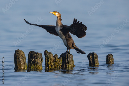 Kormoran o poranku
