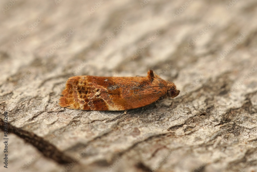 Fototapeta premium Closeup on the Red-barred Tortrix, Ditula angustiorana sitting on wood