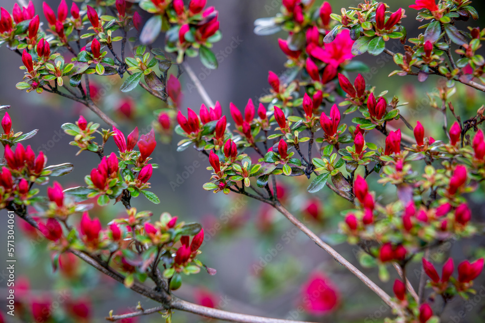 The purple flowers of Rhododendron are just beginning to bloom on a bush in the Japanese Garden The purple flowers of Rhododendron are just beginning to bloom on a bush in the Japanese Garden