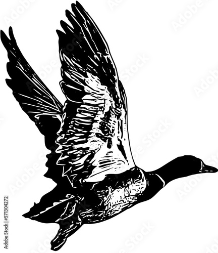 Photographie Mallard Duck in the sky