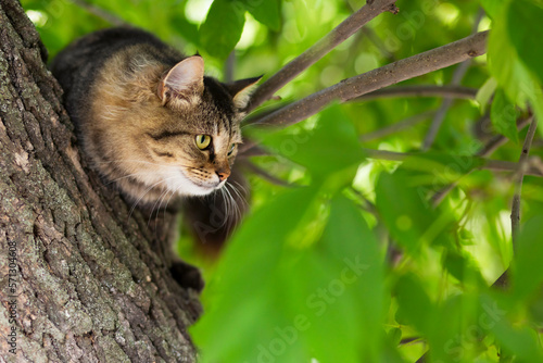 Photography Close-up shot of beautiful gray cat sitting on a tree branch