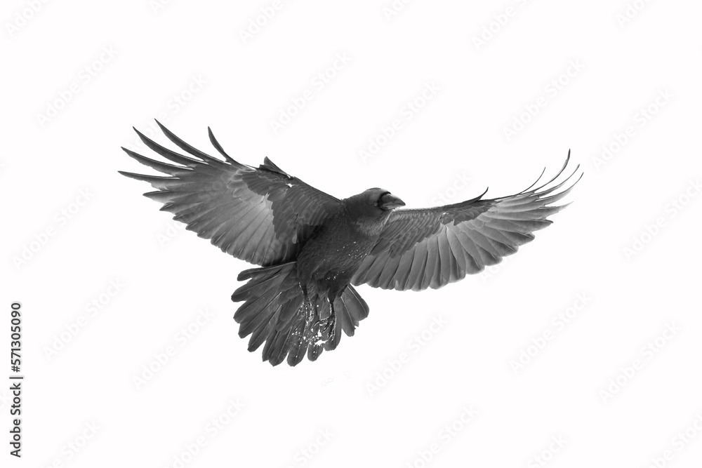 Birds flying raven isolated on white background Corvus corax. Halloween, silhouette of a large black bird in flight cut out on a white background for use in graphic arts Birds flying raven isolated on white background Corvus corax. Halloween, silhouette of a large black bird in flight cut out on a white background for use in graphic arts