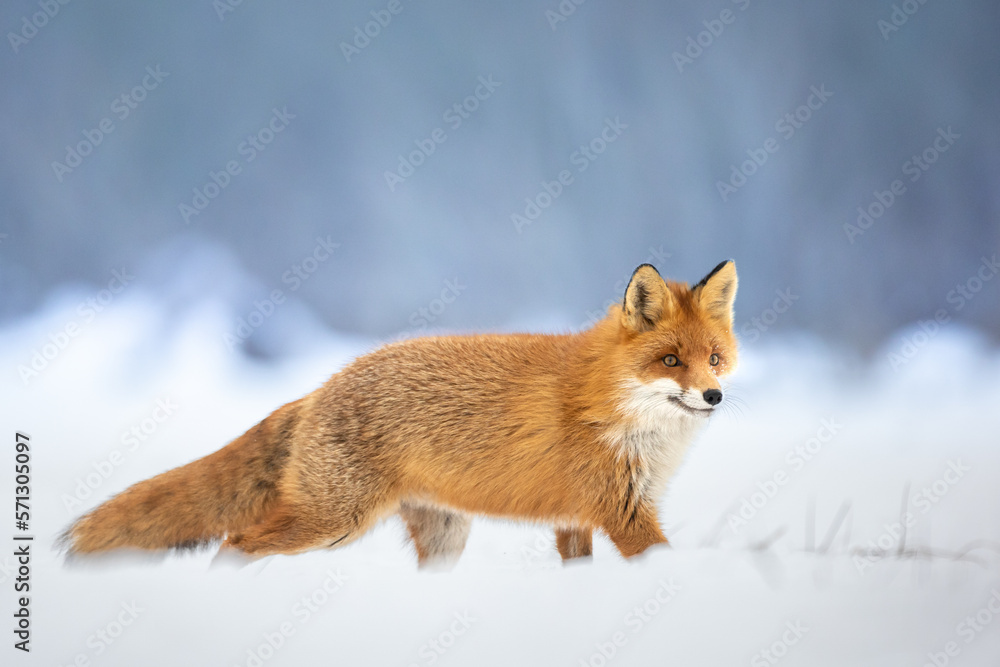 Red Fox Vulpes vulpes in winter scenery, Poland Europe, animal walking among winter snowy meadow in amazing warm light Red Fox Vulpes vulpes in winter scenery, Poland Europe, animal walking among winter snowy meadow in amazing warm light
