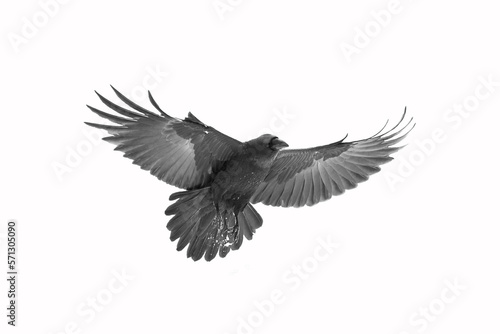 Birds flying raven isolated on white background Corvus corax. Halloween  silhouette of a large black bird in flight cut out on a white background for use in graphic arts