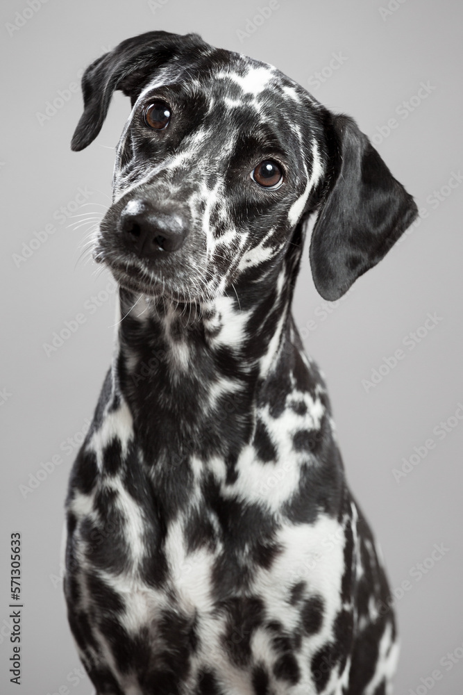 cute dalmatian puppy dog close up portrait looking at the camera