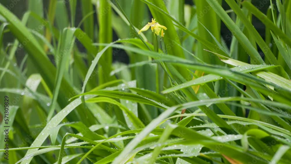 The leaves of the irish yellow plant in the form of blades are wet by the drizzling rain The leaves of the irish yellow plant in the form of blades are wet by the drizzling rain