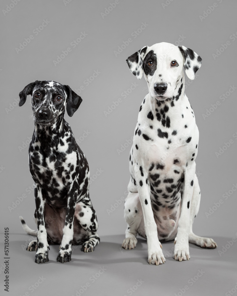 two cute dalmatian puppy dogs sitting on a grey floor in the studio looking at the camera
