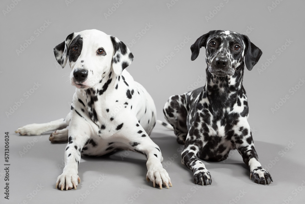 two cute dalmatian puppy dogs lying down on a grey floor in the studio looking at the camera