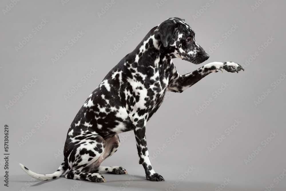 cute dalmatian puppy dog portrait sitting on the floor in the studio giving a high five paw trick - obrazy, fototapety, plakaty 