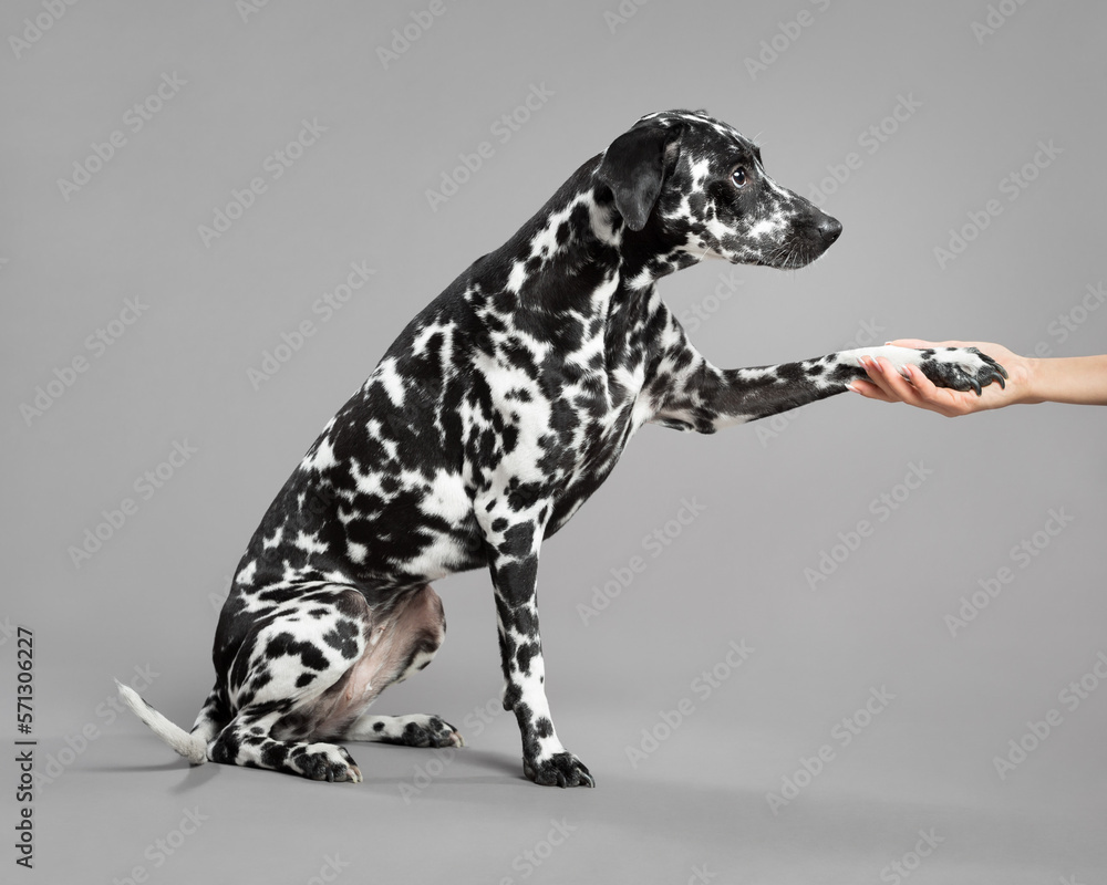 cute dalmatian puppy dog portrait sitting on the floor in the studio giving a high five paw trick to owners hand