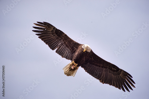 Soaring Eagle 2 © Michele Broadfoot