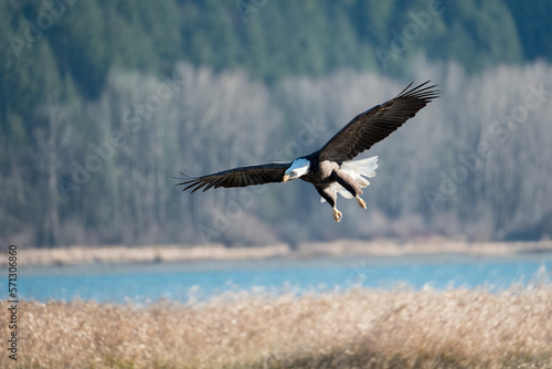 Magnificent Eagle 1