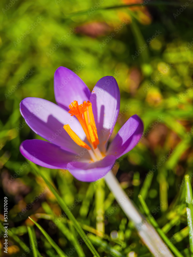 closeup of wild crocus flowers blooming on green grass under sunlight closeup of wild crocus flowers blooming on green grass under sunlight