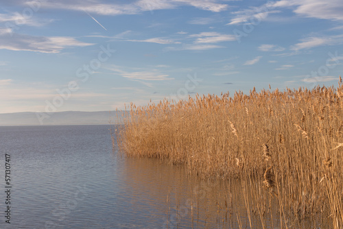 Schilf in Abendsonne am Neusiedlersee