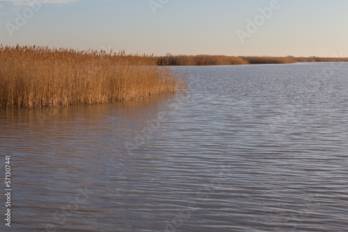 Schilf in Abendsonne am Neusiedlersee
