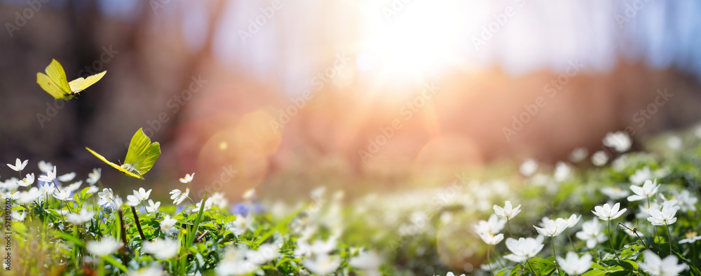 Easter spring background with forest meadow with white spring flowers and yellow butterflies on a sunny day. Easter morning - obrazy, fototapety, plakaty 