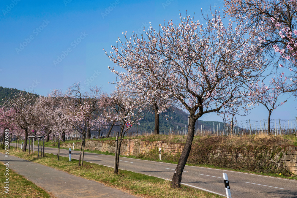 Pink blossoming almond tree in Rhineland-Palatinate/Germany on a sunny spring day