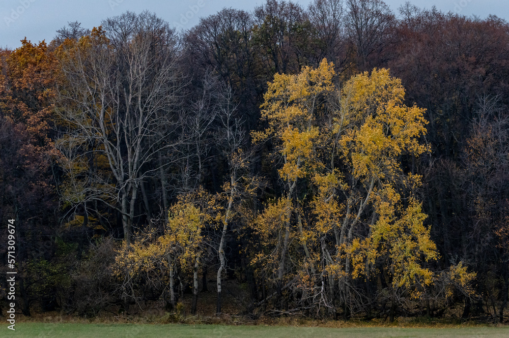 Fototapeta premium autumn colored deciduous forest with a tree with yellow leaves in the White Carpathians in the Czech Republic 