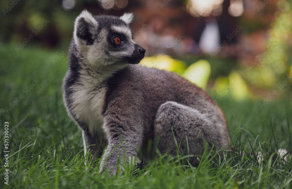 Fototapeta premium lemur on the ground looking right