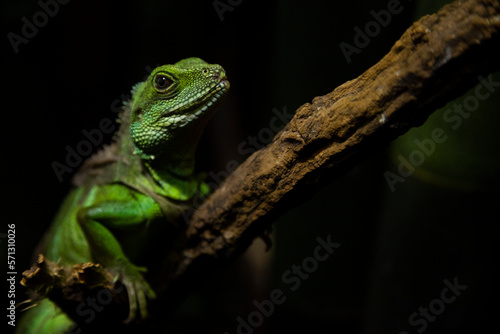 green lizard on a tree close up