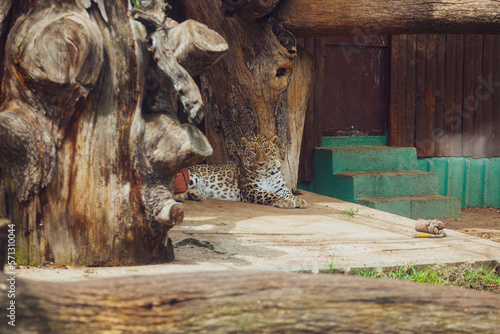 jaguar looking at the camera  in zoo