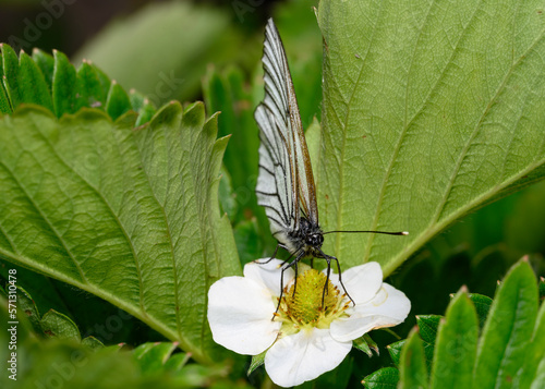 The cabbage butterfly collects nectar from strawberry flowers