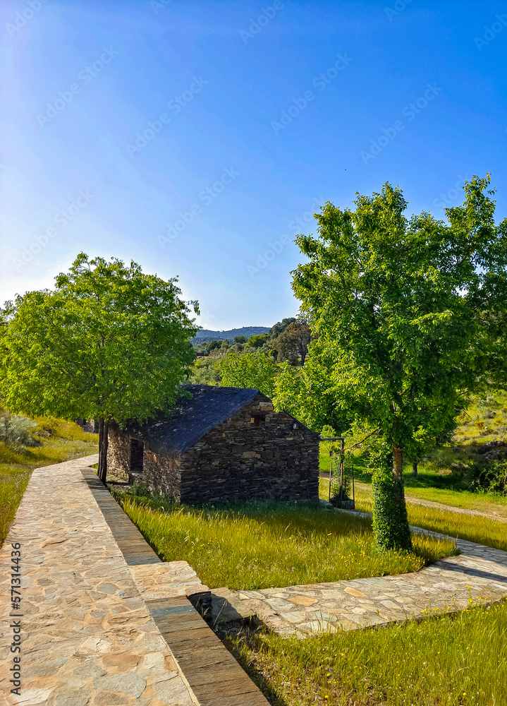 Trees in the valley