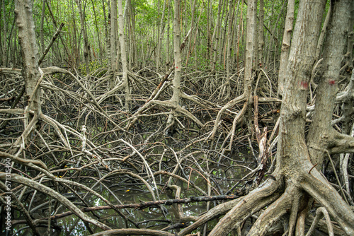 THAILAND PRACHUAP HUA HIN PRANBURI MANGROVES