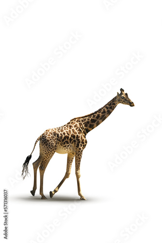 Fototapeta Naklejka Na Ścianę i Meble -  Running Giraffe photo on a transparent background