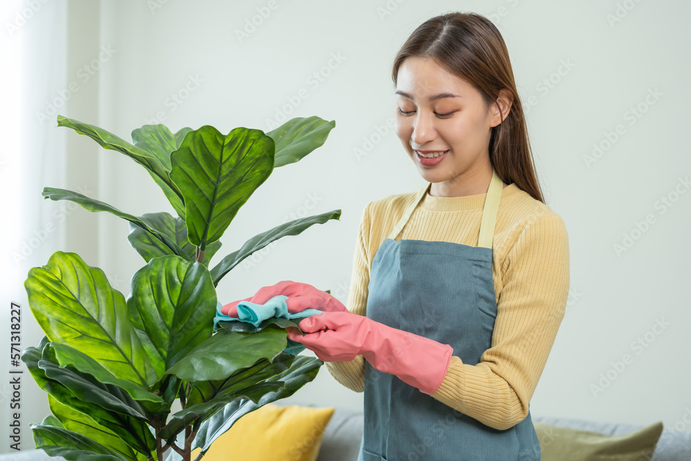 Take care, clean leaf indoor plant, asian young housekeeper woman hand use wipe dust from houseplant leave in flowerpot, wash remove dirty foliage of house plants at home, interior decoration domestic Take care, clean leaf indoor plant, asian young housekeeper woman hand use wipe dust from houseplant leave in flowerpot, wash remove dirty foliage of house plants at home, interior decoration domestic