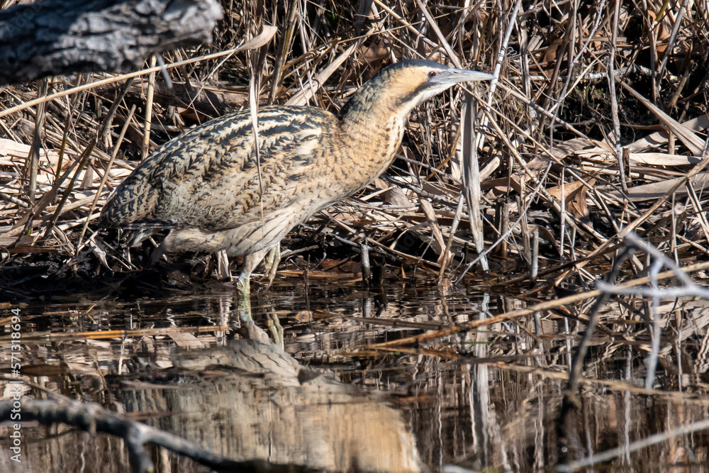 Naklejka premium Tarabuso