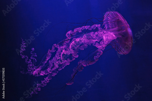 macro shooting under water chrysaora plocamia jellyfish © Minakryn Ruslan 