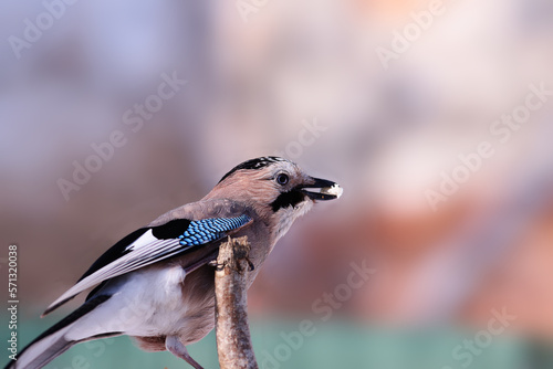 Tableau sur toile Jay with food in its beak on a blurred background of an indefinite color