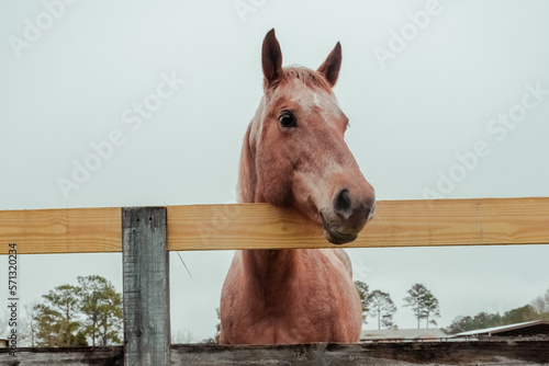 Bay bareback horse stands behind wooden fence against on cloudy sky background