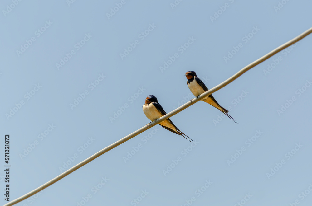 birds on a wire birds on a wire