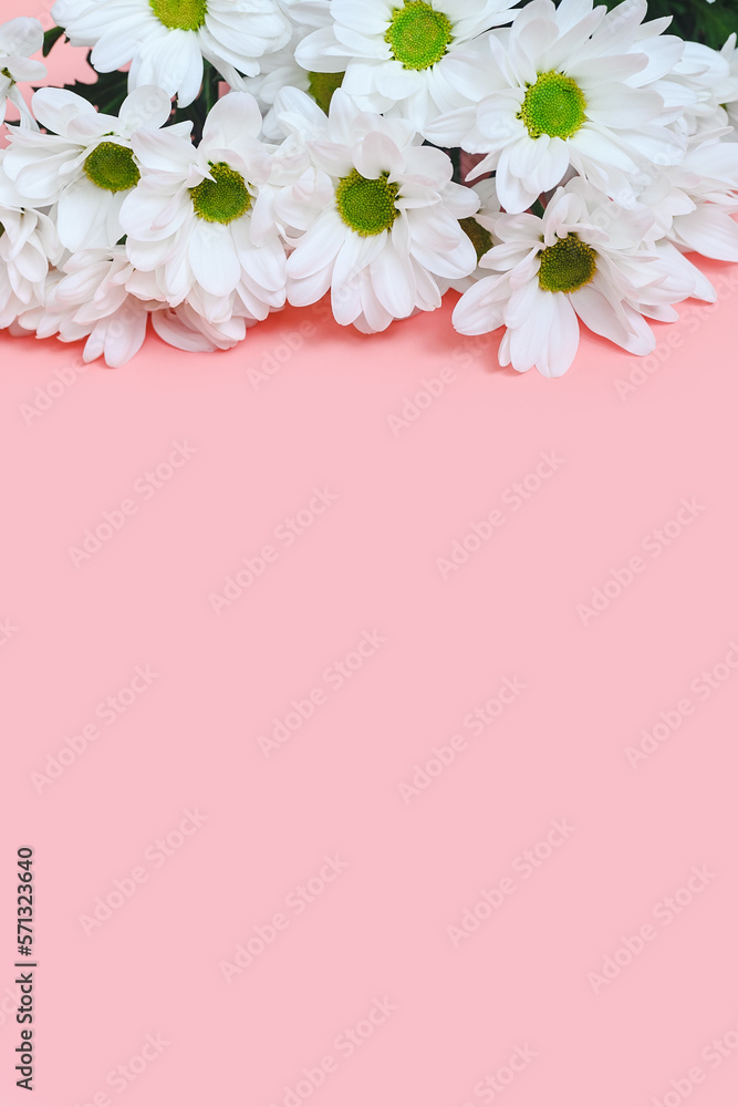 vertical background: a bouquet of white daisies on pink background, copy space from below vertical background: a bouquet of white daisies on pink background, copy space from below