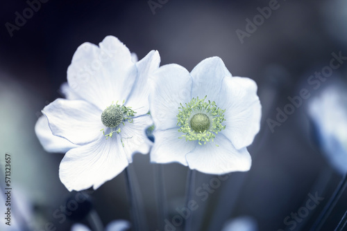 Piękne kwiaty zawilców japońskich. Pastelowe odcienie białych zawilców. Kompozycje w ogrodach z kwitnącymi kwiatami. Świeże kwiaty. Tematyka roślin.	