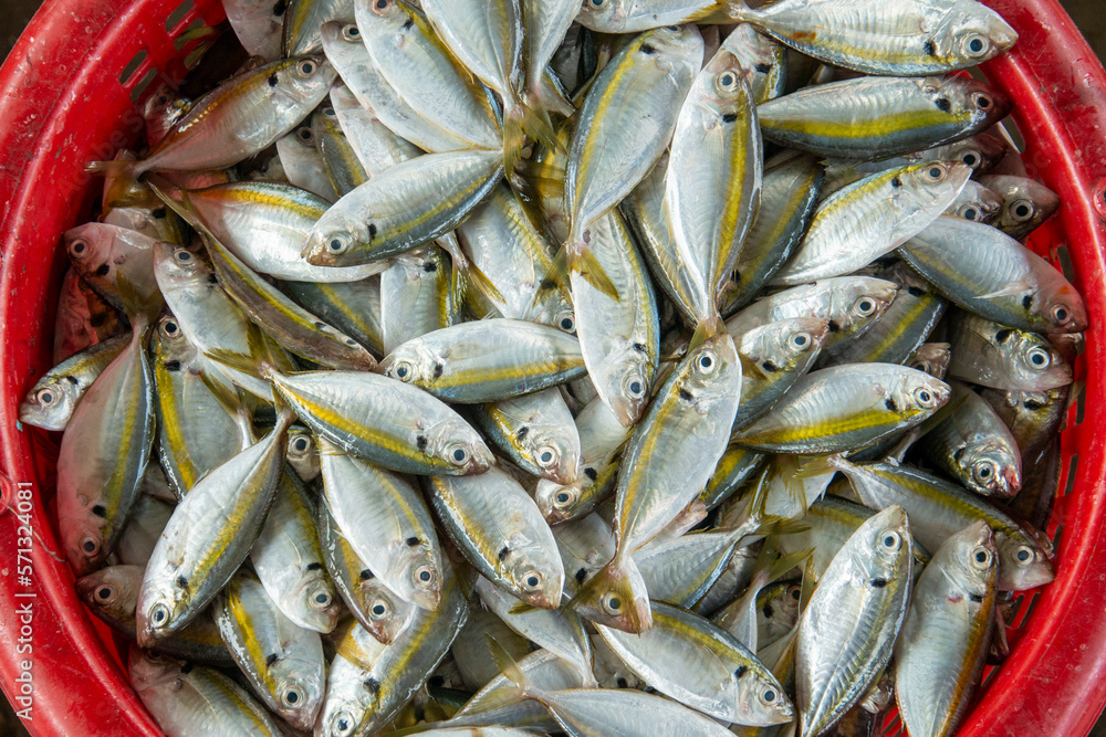 Fototapeta premium THAILAND PRACHUAP HUA HIN PAK NAM PRAN FISHING VILLAGE