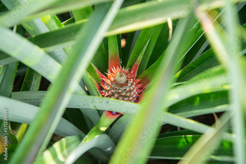 THAILAND PRACHUAP HUA HIN PINEAPPLE PLANTATION photo