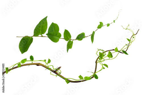 Canvas-taulu leaves isolated on transparent background