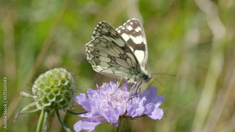 Marbled White butterfly feeds on flower in summer sun Marbled White butterfly feeds on flower in summer sun
