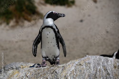 African Penguin standing sunning itself after coming ashore from fishing in the cold ocean. 