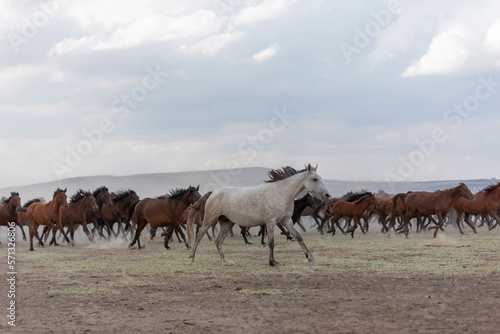 herd of horses on the meadow © Ali