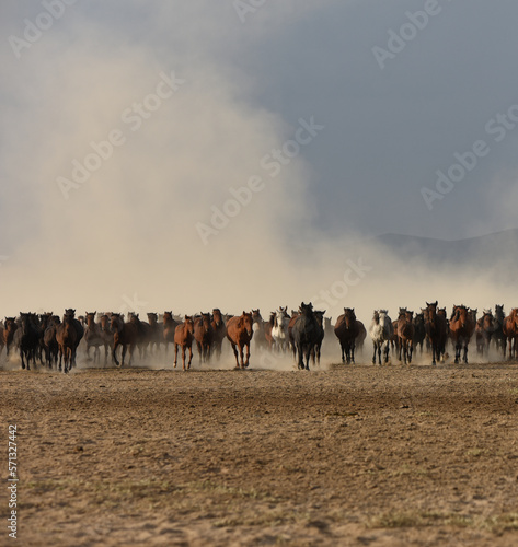 herd of horses on pasture