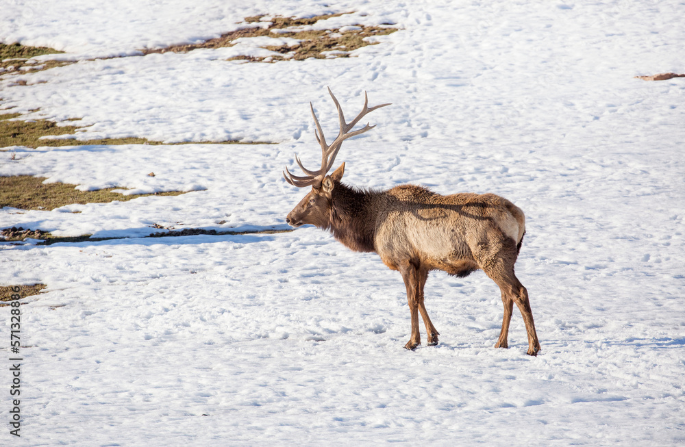 Deer in the snow against the sky and mountains. A herd of wild deer. Deer in the snow against the sky and mountains. A herd of wild deer.